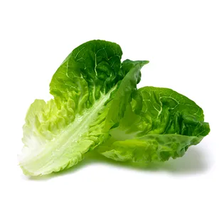 lechuga romana  hojas de lechuga romana maxicarne